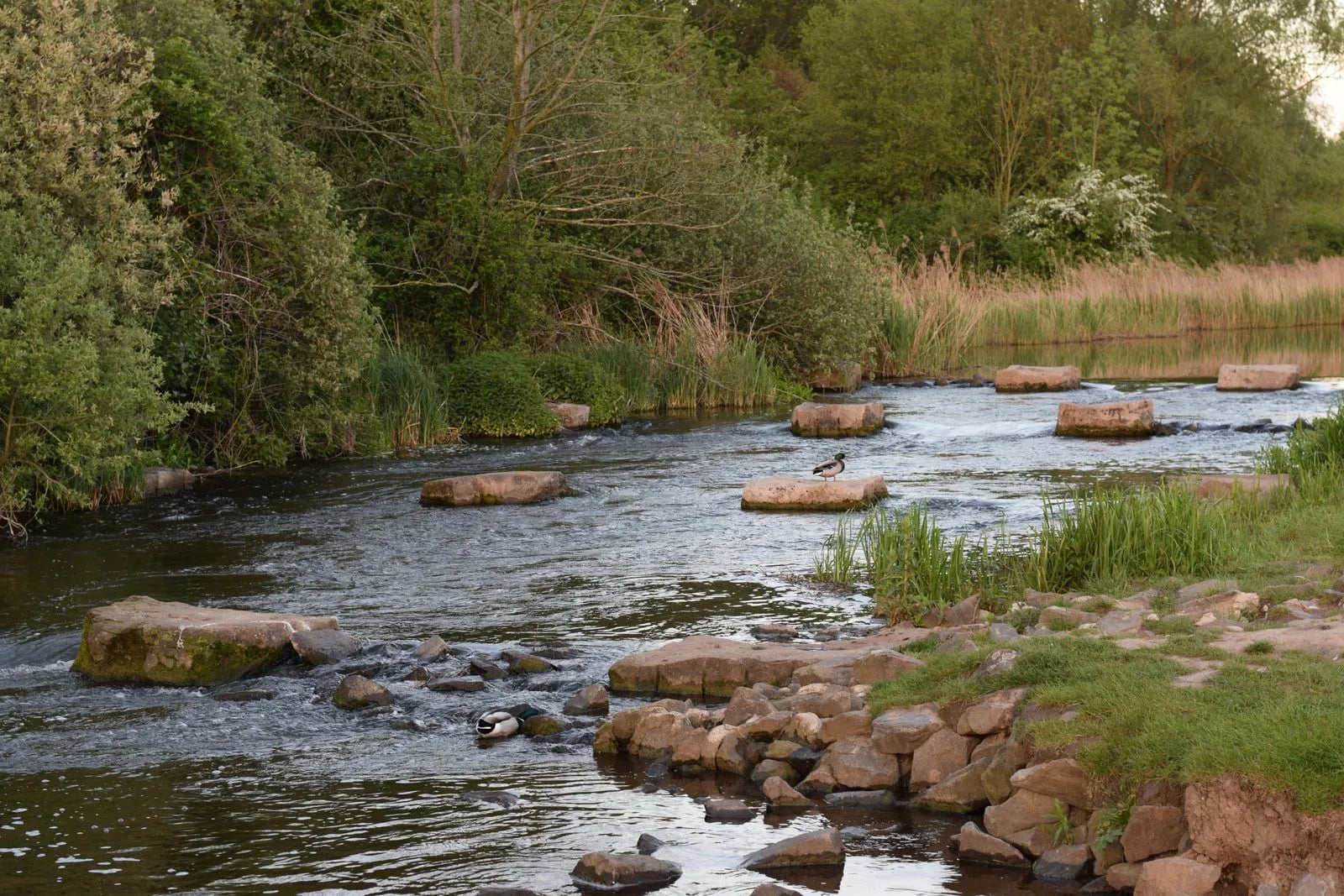 Stepping stones crossing a shallow river through lush green forest — crossing without a bridge