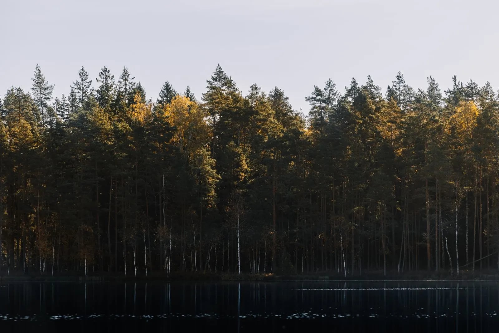 A calm forest reflected in still lake water, forming a parallel tree below the surface