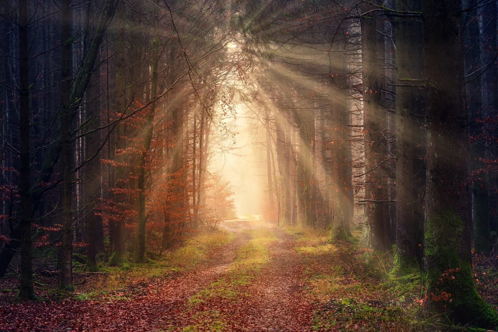 A misty autumn forest path at sunrise, with sunbeams filtering between the trees